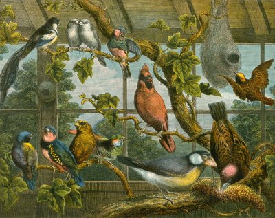 Oiseaux tropicaux - English School