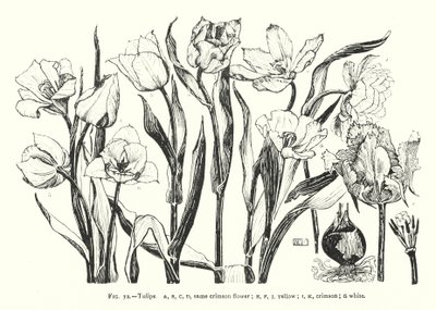 Tulipes ; même fleur cramoisie ; jaune ; cramoisie ; blanche - English School