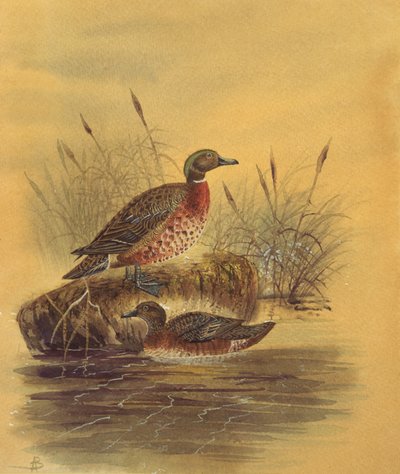 Deux canards près d