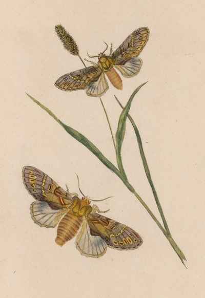 Deux papillons - English School