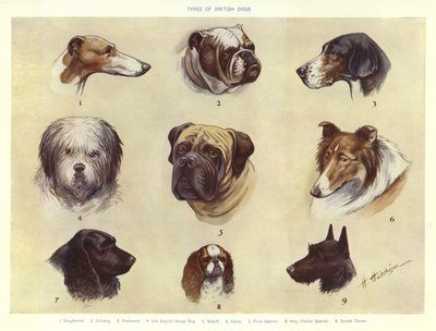 Types de chiens britanniques - English School