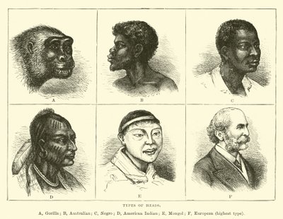 Types de têtes - English School