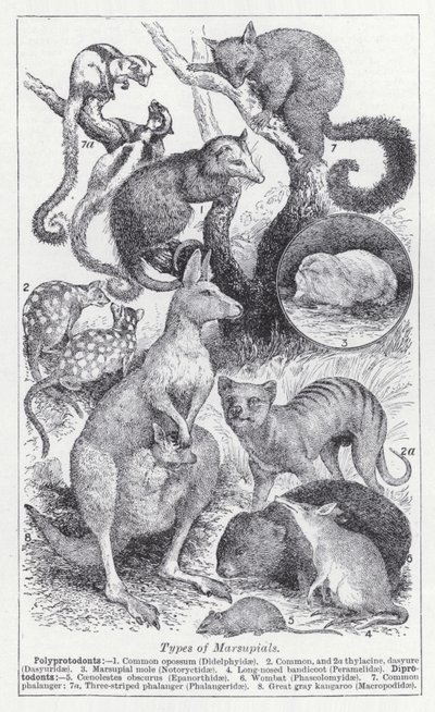Types de marsupiaux - English School