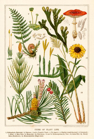 Types de vie végétale (lithographie en couleur) - English School