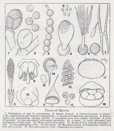 Types de spores - English School