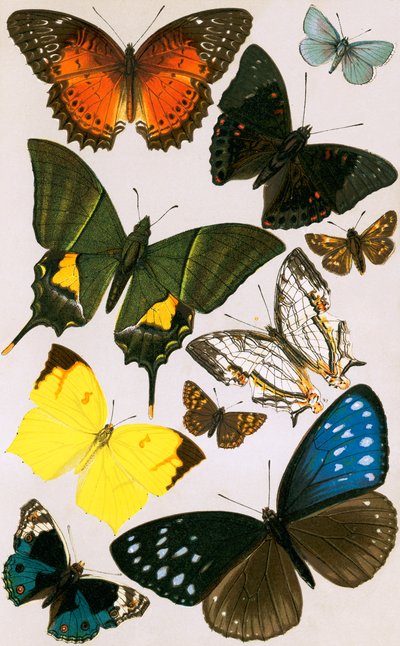 Papillons typiques - English School