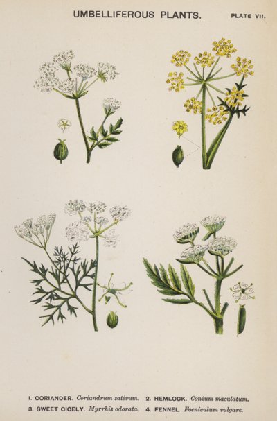 Plantes Ombellifères (lithographie en couleur) - English School