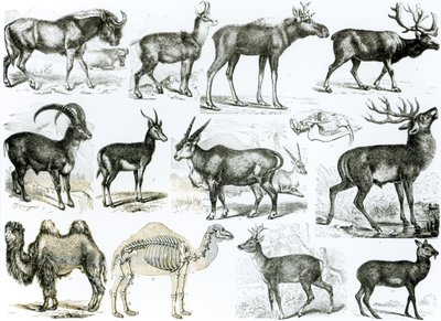 Ungulata ou Animaux Ongulés - English School
