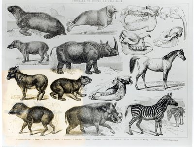 Ungulés ou animaux à sabots - English School