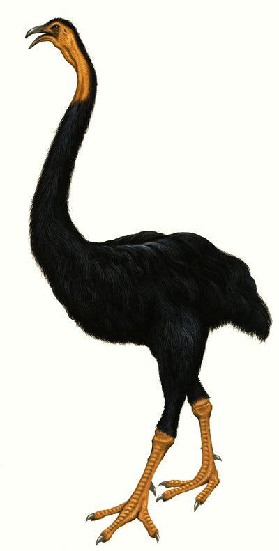 Oiseau non identifié, peut-être un Moa - English School