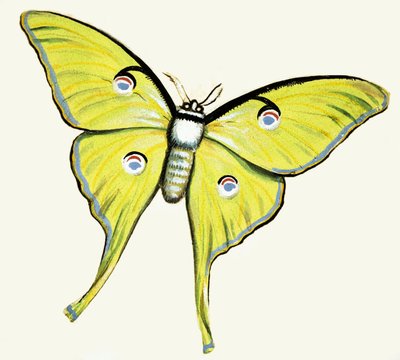 Papillon Non Identifié - English School