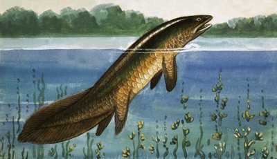Poisson non identifié - English School