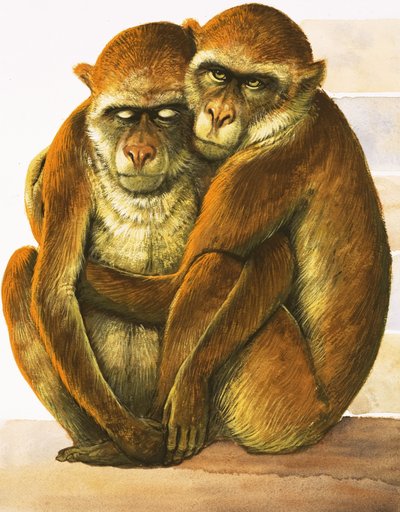 Singes non identifiés - English School