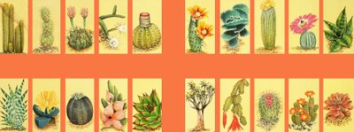 Montage non identifié de cactus - English School