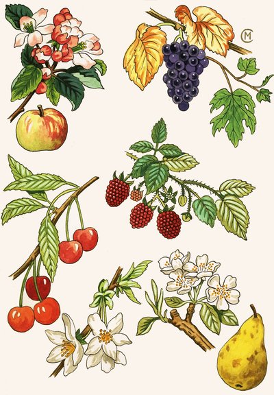 Montage non identifié de fruits et baies - English School