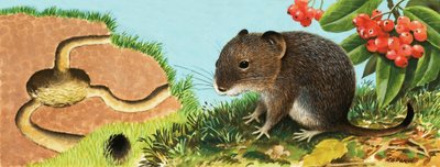 Souris non identifiée et sa maison - English School