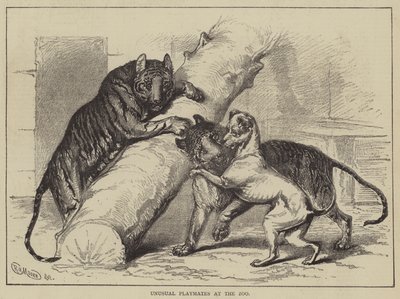 Compagnons de jeu inhabituels au zoo - English School