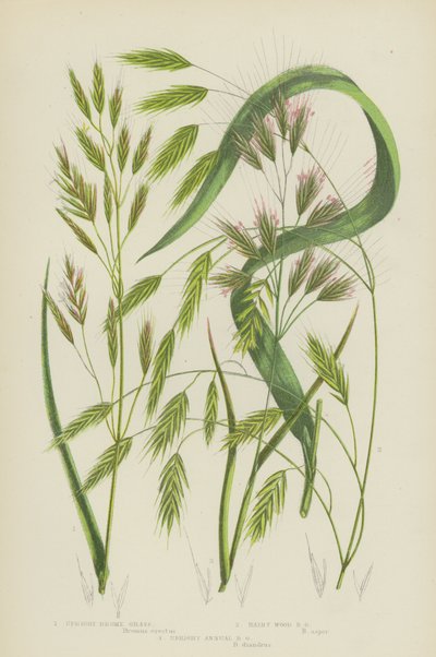 Brome dressé, Brome des bois velu, Brome annuel dressé - English School
