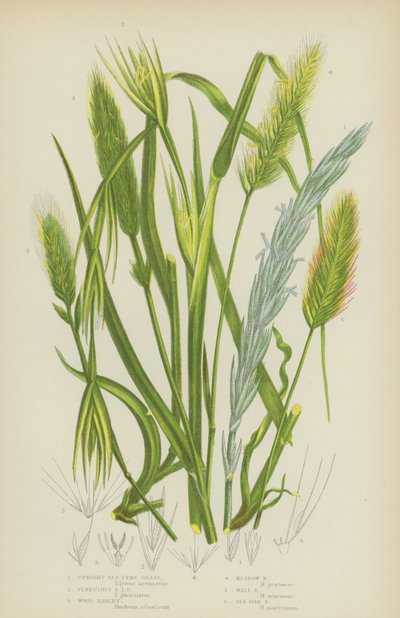 Lyme de mer droit, Lyme de mer pendulaire, Orge des bois, Orge des prés, Orge des murs, Orge du bord de mer - English School