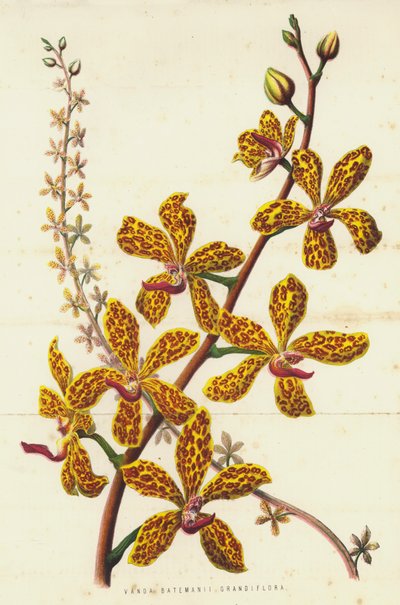 Vanda Batemanii Grandiflora - English School