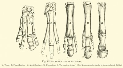 Diverses formes de sabots - English School