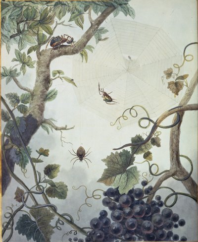 Diverses araignées et une toile, illustration de 