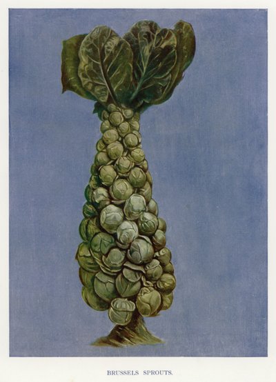 Guide du cultivateur de légumes : Choux de Bruxelles - English School