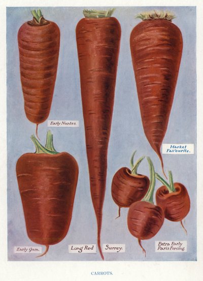 Guide du cultivateur de légumes : Carottes (lithographie en couleur) - English School