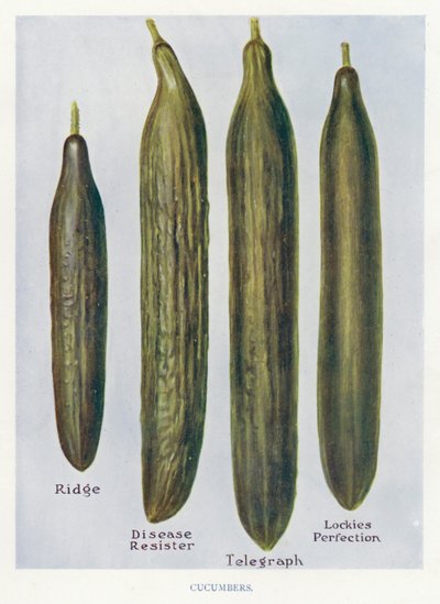 Guide du cultivateur de légumes : Concombres (lithographie en couleur) - English School