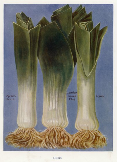 Guide du cultivateur de légumes : Poireaux - English School
