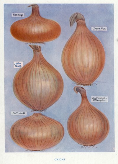 Guide du cultivateur de légumes : Oignons - English School