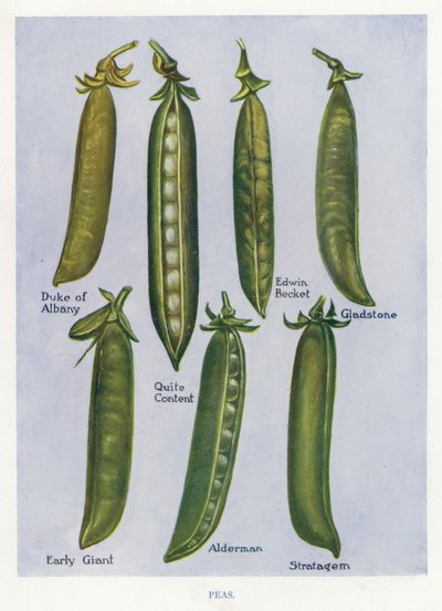 Guide du cultivateur de légumes : Pois (lithographie en couleur) - English School