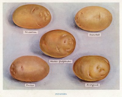 Guide du cultivateur de légumes : Pommes de terre - English School