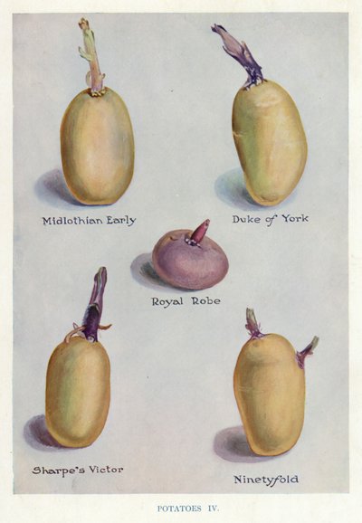 Guide du cultivateur de légumes : Pommes de terre - English School