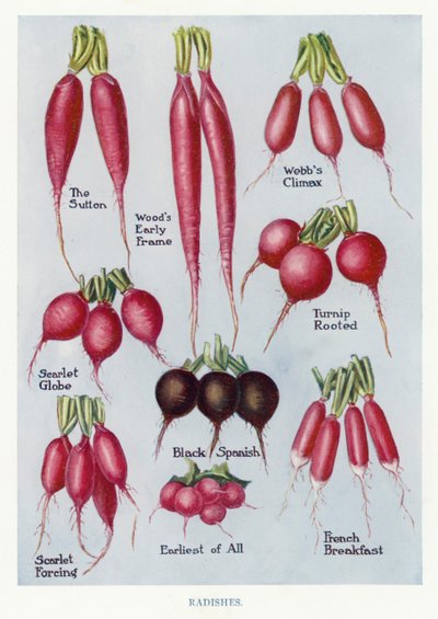 Guide du cultivateur de légumes : Radis - English School