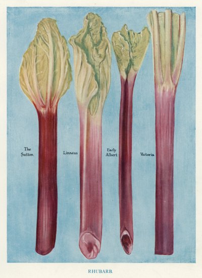 Guide du cultivateur de légumes : Rhubarbe - English School