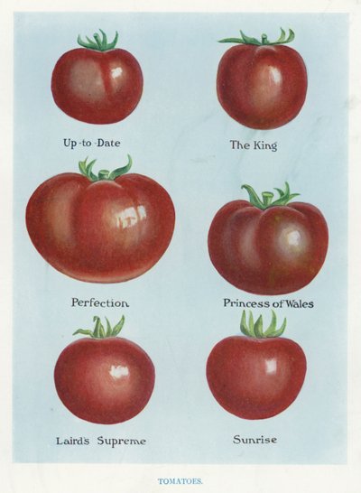 Guide du cultivateur de légumes : Tomates (lithographie en couleur) - English School