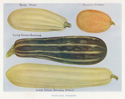 Guide du cultivateur de légumes : Courges - English School