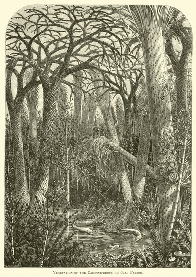 Végétation de la période carbonifère ou houillère - English School