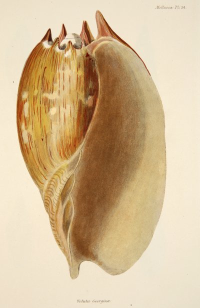 Veluta Georgina, de The Mollusca and Radiata, pub. 1833 - English School