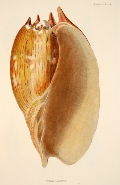 Veluta Georgina, gravure colorée à la main publiée en 1833 - English School