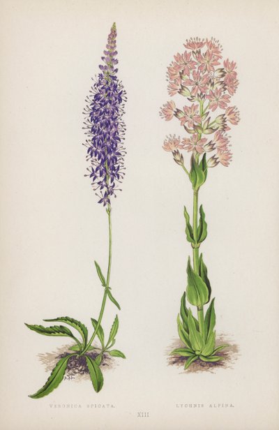 Veronica Spicata; Lychnis Alpina - English School