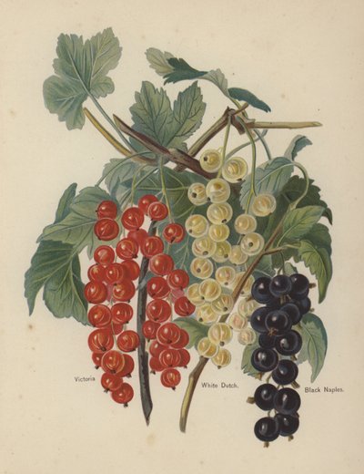 Victoria, White Dutch, Black Naples - English School