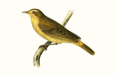 Pouillot de Vieillot, illustration de 