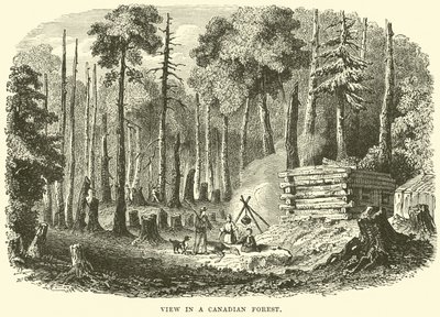 Vue dans une forêt canadienne - English School