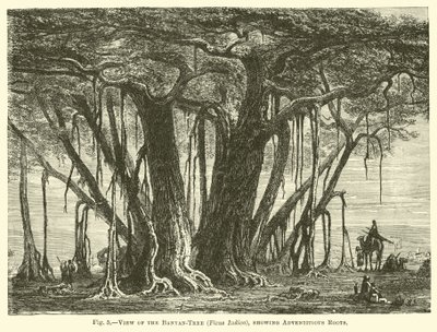 Vue du banian (Ficus Indica), montrant les racines adventives - English School