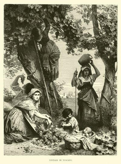 Vendanges en Toscane - English School