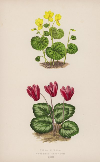 Viola Biflora; Cyclamen Repandum - English School