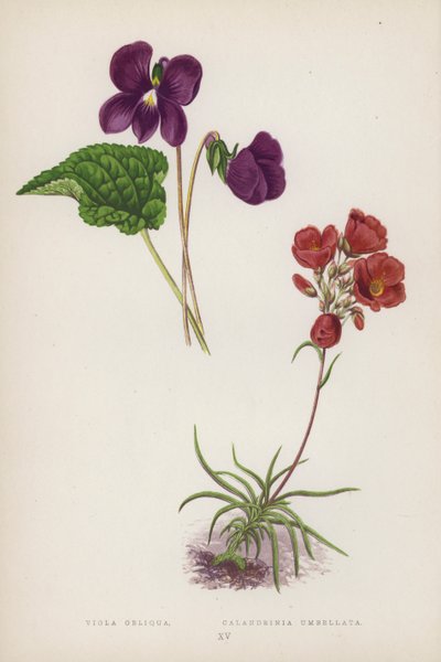 Viola Obliqua; Calandrinia Umbellata - English School
