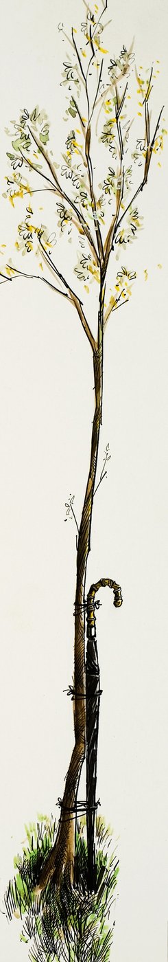 Canne avec arbre - English School